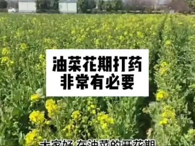 #农业人话农业#抖音助农#油菜花的季节