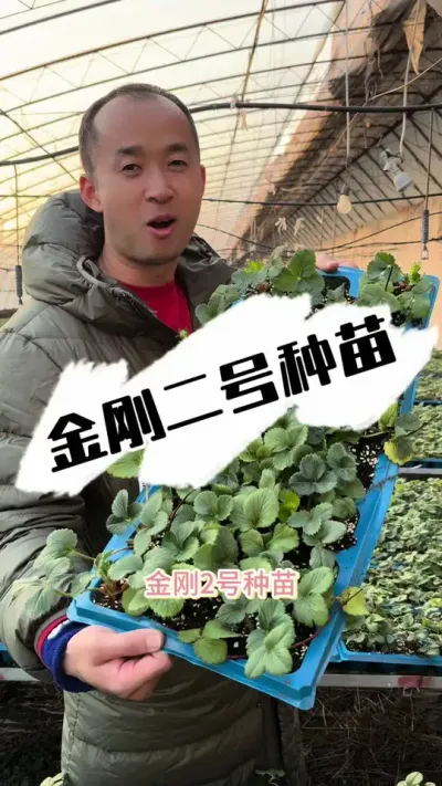 金刚二号种苗培育 金刚二号种苗培育#草莓种植 #种草莓 #草莓 #三农种植 #草莓园
