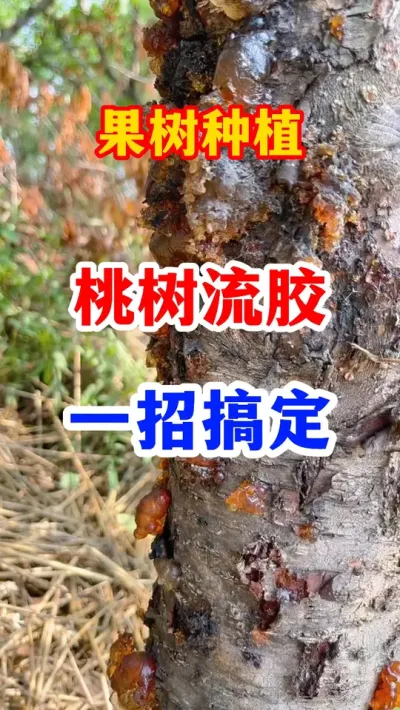 果树流胶轻松防治。 #果树种植  ##果园管理 #病虫害防治 #果树管理 #抖音助农
