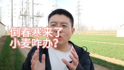 农民朋友注意了！大降温了来了，小麦会受冻吗？ 