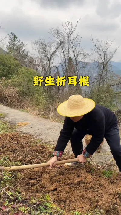 野生折耳根，山里人的消炎菜肴，春季感冒频繁，我烧了一周 #新农人计划2025 #春天的味道都在山上 #野生折耳根