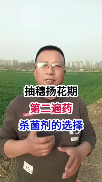 抽穗扬花期，小麦第二遍药，杀菌剂的选择 抽穗扬花期，小麦第二遍药，杀菌剂的选择#小麦种植 #小麦种植管理技术 #马哥聊农业 #小麦高产技术 #农技知识分享