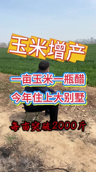 一亩玉米一瓶醋，今年能住大别墅。是真的吗？#玉米种植 #玉米高产种植技术 #玉米高产 #玉米种植技术 #玉米管理