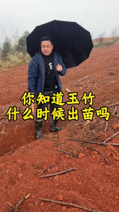 你知道玉竹什么时候出苗吗？可以在评论区分享你那里的出苗时间？ #玉竹 #药材种植 #种植小技巧 #抖音助农 #2025新农人计划