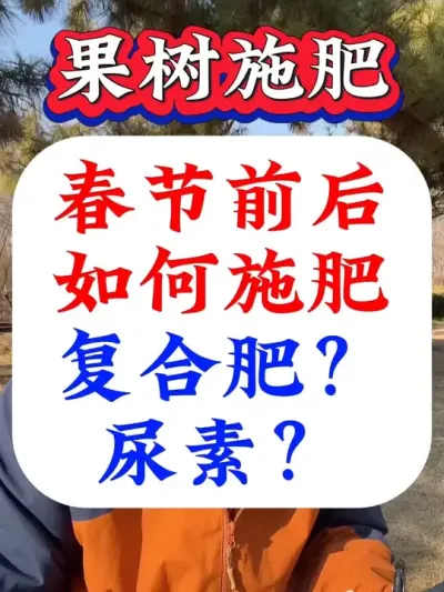 果树春节前后如何施肥？用复合肥好？还是尿素好？#果树施肥#果树种植 #果树管理 #果树管理技术 #促花保果