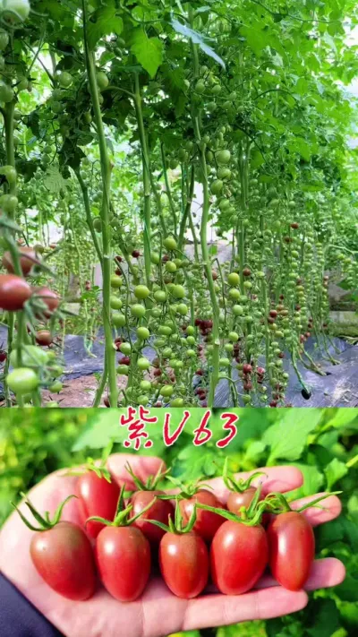 紫色新品～紫V63，口感好，产量高，寿光及周边可到现场观看。#农业 #抖音助农 #三农 #番茄种植 #优质种苗