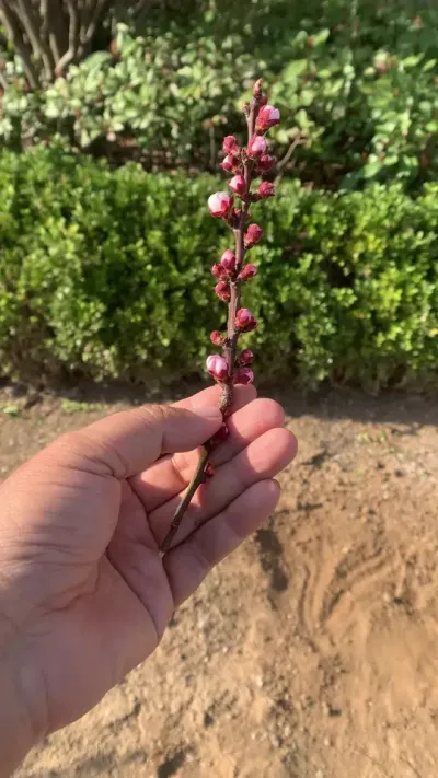 全国一盘棋 各种花一起开，温度超高，30度，你那里多少度