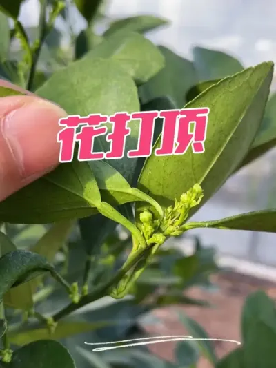 橙子花打顶#原创视频 #新农人计划2025 #新农人创业 #开花结果 #我的乡村生活