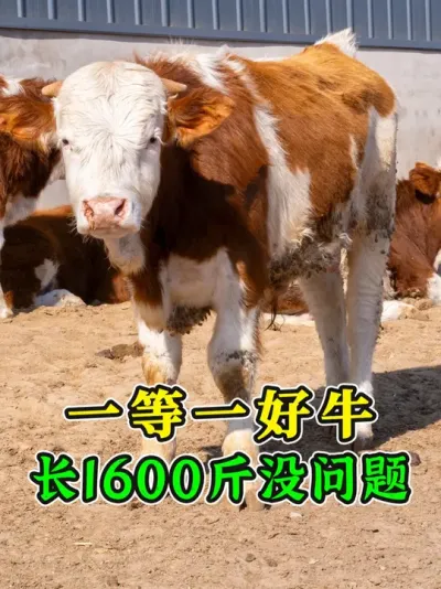 一分钱一分货！今天抓的这批牛，体型骨架一流，随便涨1600斤 #养牛人 #肉牛养殖 #育肥牛 #农村养牛 #养牛技术