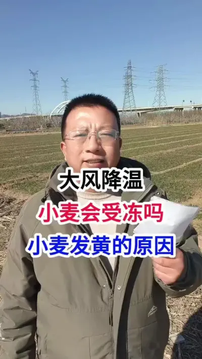 大风降温，小麦会受冻吗，小麦发黄的原因 大风降温，小麦会受冻吗，小麦发黄的原因#小麦种植 #小麦种植管理技术 #马哥聊农业 #小麦高产技术 #农技知识分享