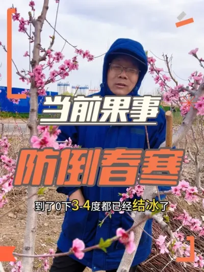 预防倒春寒 桃花期真倒霉，一会高温，一会倒春寒#果园管理 #桃树管理 #果树修剪