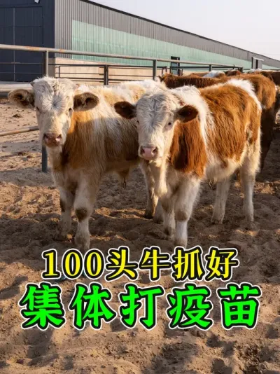 100多头牛抓齐！刚到调理场就打疫苗，这批牛大家觉得怎么样？ #养牛人 #养牛技术 #养牛知识 #买牛 #西门塔尔