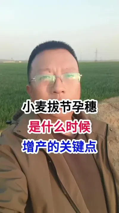 小麦拔节孕穗，是什么时候，增产的关键点 小麦拔节孕穗，是什么时候，增产的关键点#小麦种植 #小麦种植管理技术 #马哥聊农业 #小麦高产技术 #农技知识分享