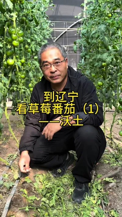 #创作灵感 何为好土？保水、保肥、透气、蓄热！#番茄种植 #2024新农人计划 #好土的标准