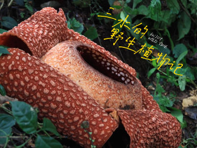 臭是真的臭，美也真的美高清视频版来咯。因为原始雨林寸步难行，所以没有带三脚架，全靠我手持两个相机拍的素材😂
阿诺德大花草真的就是「美人三分龅」，虽然丑，但是实在美丽。尤其是这独特的结构，就很像是天马行