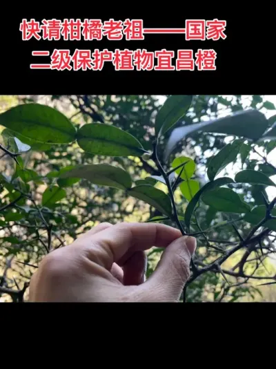 柑橘老祖宜昌橙 #原创视频 #抖音助农  #新农人计划2025#我的乡村生活 #喜欢的点个赞