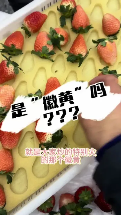 徽黄草莓 这是徽黄吗？#草莓 #徽黄草莓 #草莓采摘园 #草莓种植 #病虫害防治