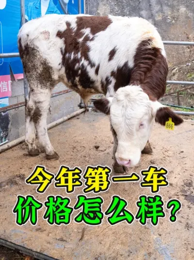 性价比炸裂！大架子牛11 元一斤直接过秤，这体型骨架你给几分 #全国养牛人 #架子牛 #牛价行情 #养牛人 #育肥牛
