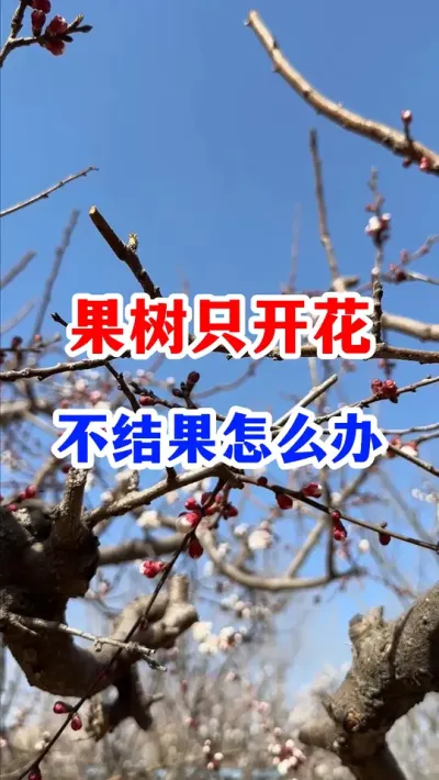 授粉座果精买回去应该怎么使用。 #果树种植 #服务三农支持三农 #果树授粉座果  #果园管理  #分享果树种植管理技术