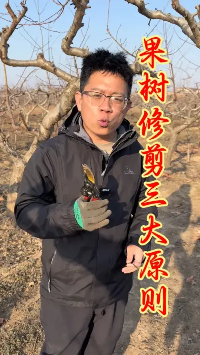 果树修剪的三个原则。 #果树种植  #果园管理   #果树修剪  #农业种植