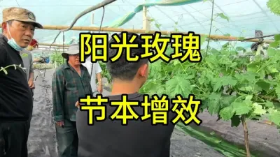 阳光玫瑰颠覆性的管理方案，实现真正的节本增效，少施肥少打药就能管理处精品#阳光玫瑰#农业技术