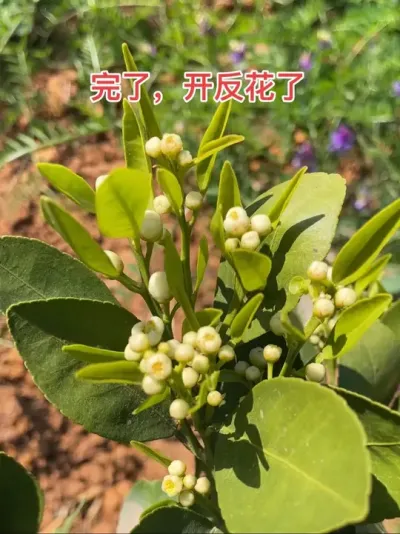 完了，开反花了#新农人计划2025 #原创视频 #原创视频 #柑橘种植 #我的乡村生活