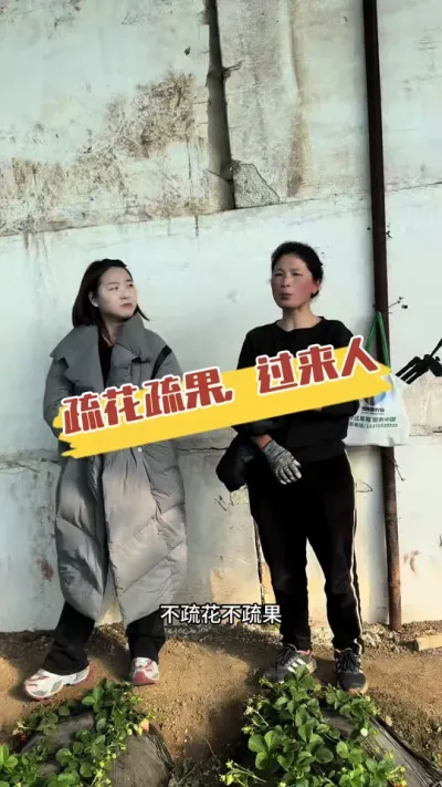 疏花疏果你怎么看 种草莓，你舍得疏花疏果吗#抖音助农 #三农种植 #草莓种植 #草莓苗 #疏花疏果