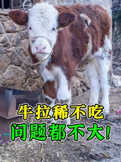 牛拉稀不吃！养殖户非常担心，其实就是喝冷水导致的，问题都不大 #农村养牛 #科学养牛 #牛拉稀 #养牛技术 #养牛知识