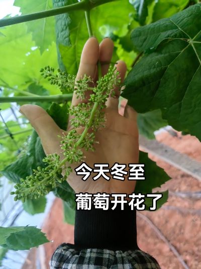 冬至，葡萄开花了