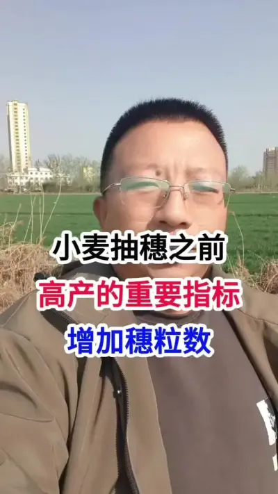 小麦抽穗之前，高产的重要指标，增加穗粒数 小麦抽穗之前，高产的重要指标，增加穗粒数#小麦种植 #小麦种植管理技术 #马哥聊农业 #小麦高产技术 #农技知识分享