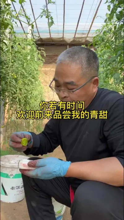 #创作灵感 邀您来，品青甜。#番茄种植 #2024新农人计划