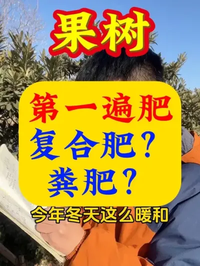 开春果树第一遍肥，用复合肥还是粪肥？#果树施肥 #果树种植 #果树管理 #施肥 #果树管理技术