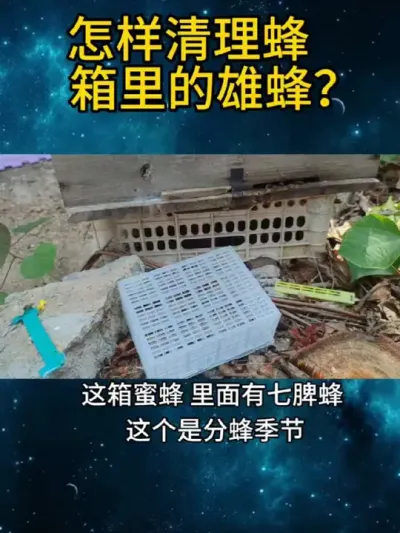 怎样清理蜂箱里的雄蜂？ #清理雄蜂#养蜂技术分享 #抖音助农扶农 #养蜂人解说
