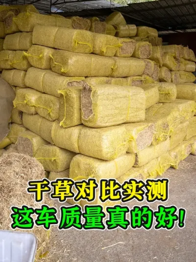 别乱买了！干草质量对比实测，这车性价比超高，让你少走弯路！ #干草饲料 #养牛技术 #养牛知识 #养牛喂什么饲料 #牛羊草料
