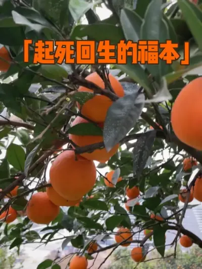 起死回生的福本#新农人计划2024 #来抖音学农枝 #支持三农扶持三农发展 #抖音助农 #种植小技巧