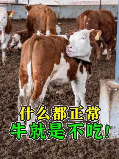 牛病打一针就行？真是大错特错！给牛打针至少得两天才够！ #养牛人 #养牛知识 #养牛技术 #农村养牛 #畜牧养殖