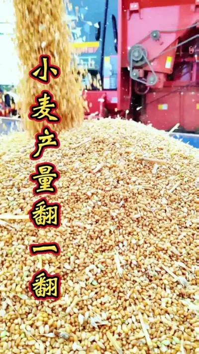 小麦增产 小麦产量翻一番，增产神器是一关。#小麦高产技术 #小麦 #小麦增产增收 #小麦种植管理技术 #小麦增产