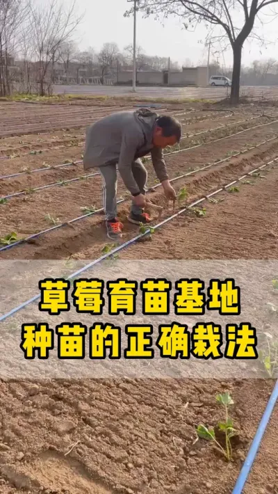 草莓育苗基地种苗的正确栽法，大家是不是也是这样的#种苗 #草莓苗 #草莓种苗 #草莓育苗