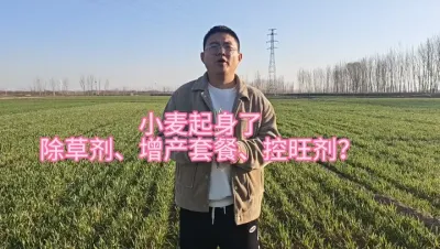 小麦起身了，除草剂还能打吗？增产套餐和控旺剂可以打了吗 