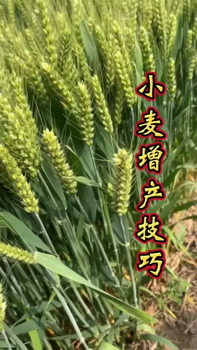 小麦增产技巧 小麦增产管理，增产丰收多卖钱。#小麦高产技术 #小麦 #小麦增产增收 #小麦种植管理技术 #小麦增产增收叶面肥