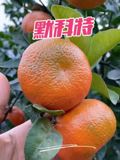 来自重庆的品种#新农人计划2024 #支持三农扶持三农发展 #抖音助农 #种植小技巧 #来抖音学农枝