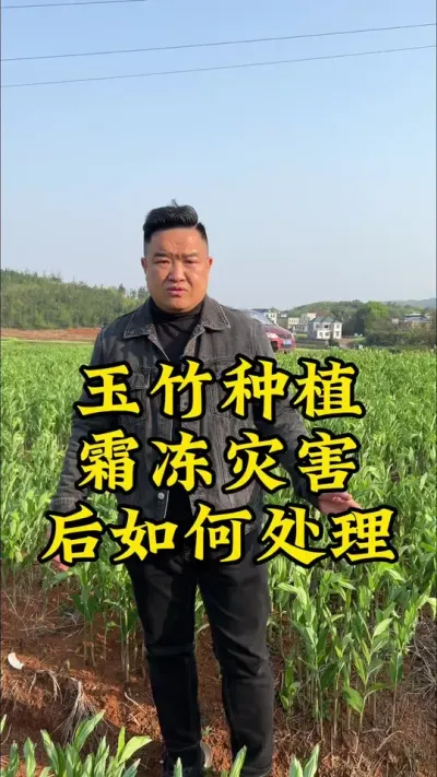 玉竹种植，霜冻灾害以后，我们该如何处理！#药材种植 #种植小技巧 #抖音助农 #玉竹 #霜冻