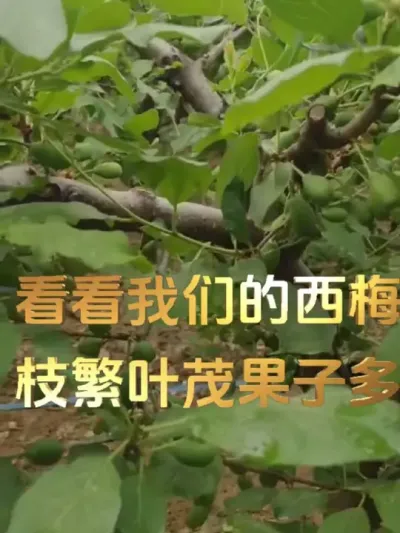 看看我们的西梅，枝繁叶茂果子多#法兰西西梅 #农田行者