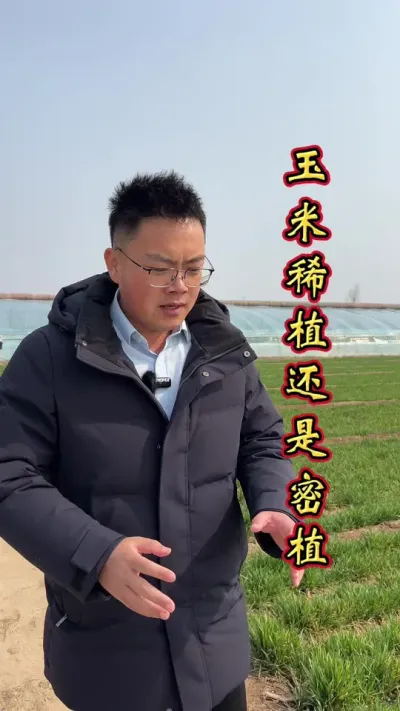 玉米种植 玉米管理很重要，
农友一定要知道。
记住不会太费脑，
好的方法产量高！
#玉米高产种植技术 #玉米种植 #玉米种植技术 #玉米 #玉米高产