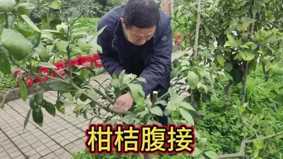 柑桔修剪柑桔腹接 #李老师说柑桔 #柑桔修剪 #柑桔腹接