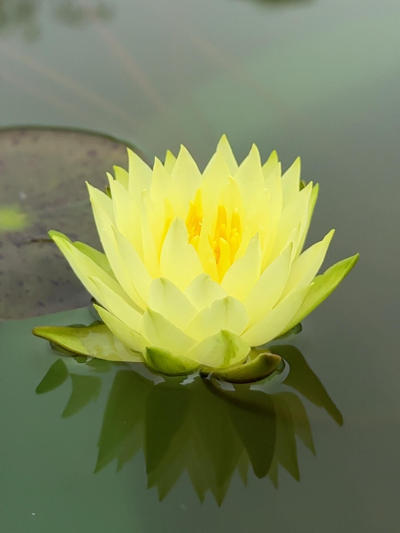 'Izia' 伊其亚#园艺[话题]# #夏日睡莲[话题]# #睡莲[话题]# #莲花[话题]# #花卉绿植[话题]# #我的花草日记[话题]# #莫奈睡莲[话题]# #园艺生活[话题]# #我的养花日