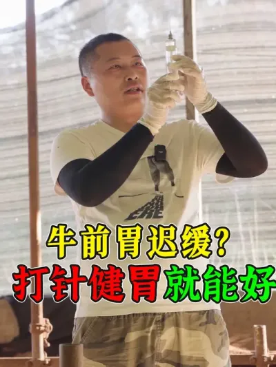 牛经常胀气？都是前胃弛缓惹的祸！打两针喂点活菌肽就行了 #农村养牛 #牛胀气 #科学养牛 #养牛技术 #养牛知识