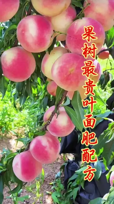 果树最贵的叶面肥配方大揭秘！  #果树种植 #抖音助农 #果园管理  #果树施肥  #农业种植