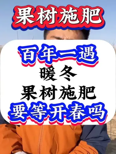 百年一遇的暖冬，果树施肥还要等开春吗？#果树施肥#果树种植#果树管理 #促花保果 #果树管理技术