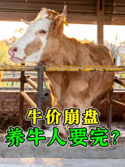 养牛亏本？那都是不存在的！只要牛养得好，再差的行情也能赚钱！ #牛价行情 #繁殖母牛 #养牛人 #农村养牛 #养牛技术